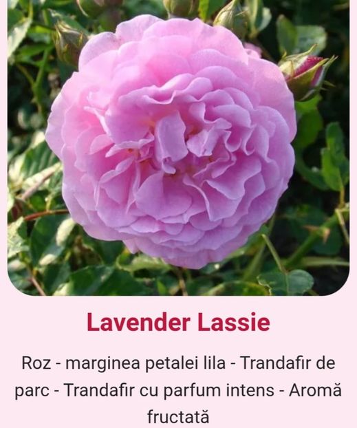  - 1 PRIVAT TRANDAFIRI DE PROCURAT