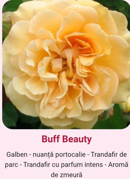  - 1 PRIVAT TRANDAFIRI DE PROCURAT