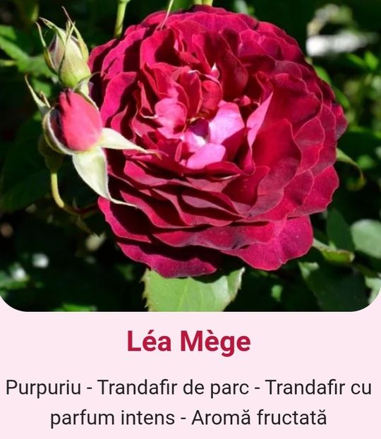  - 1 PRIVAT TRANDAFIRI DE PROCURAT