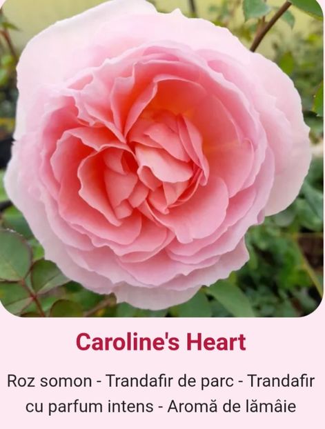  - 1 PRIVAT TRANDAFIRI DE PROCURAT