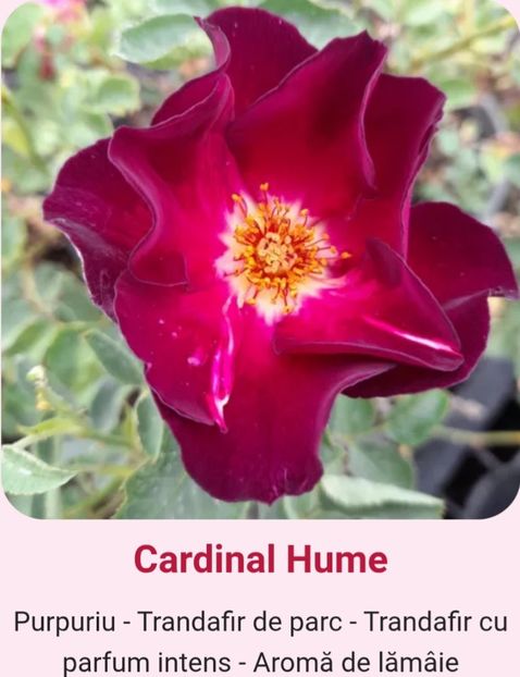  - 1 PRIVAT TRANDAFIRI DE PROCURAT