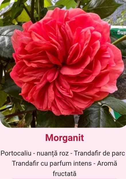  - 1 PRIVAT TRANDAFIRI DE PROCURAT