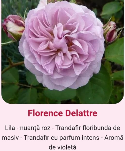  - 1 PRIVAT TRANDAFIRI DE PROCURAT