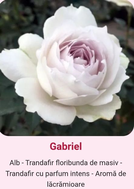  - 1 PRIVAT TRANDAFIRI DE PROCURAT