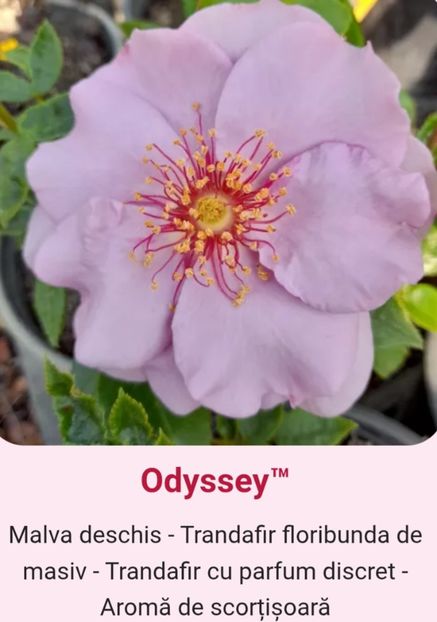  - 1 PRIVAT TRANDAFIRI DE PROCURAT