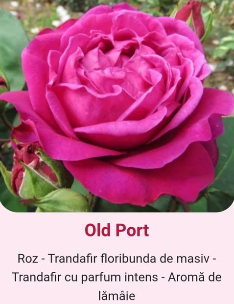  - 1 PRIVAT TRANDAFIRI DE PROCURAT