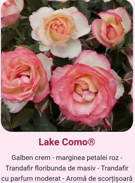  - 1 PRIVAT TRANDAFIRI DE PROCURAT