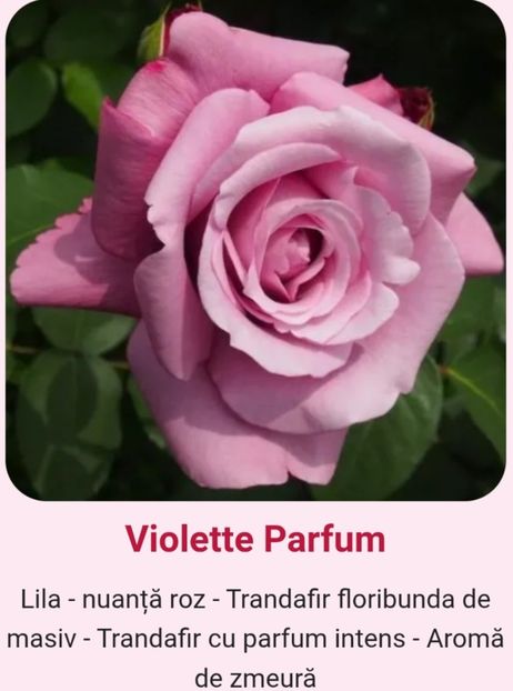  - 1 PRIVAT TRANDAFIRI DE PROCURAT