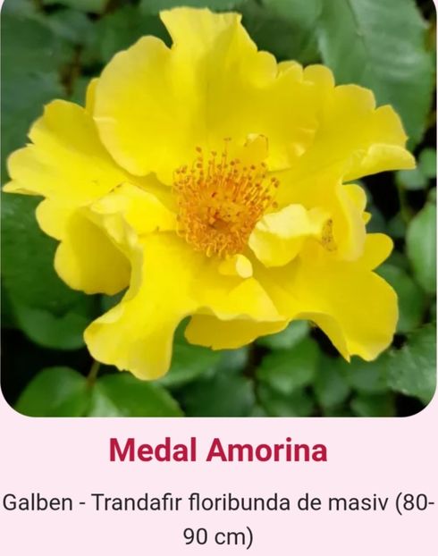  - 1 PRIVAT TRANDAFIRI DE PROCURAT