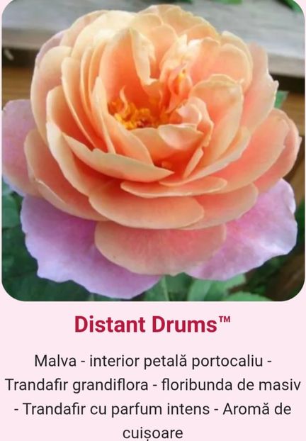  - 1 PRIVAT TRANDAFIRI DE PROCURAT