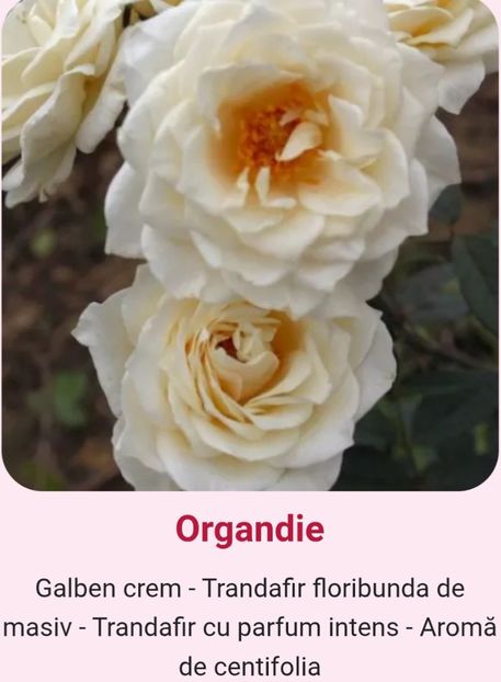  - 1 PRIVAT TRANDAFIRI DE PROCURAT