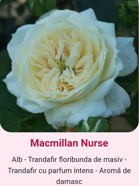  - 1 PRIVAT TRANDAFIRI DE PROCURAT