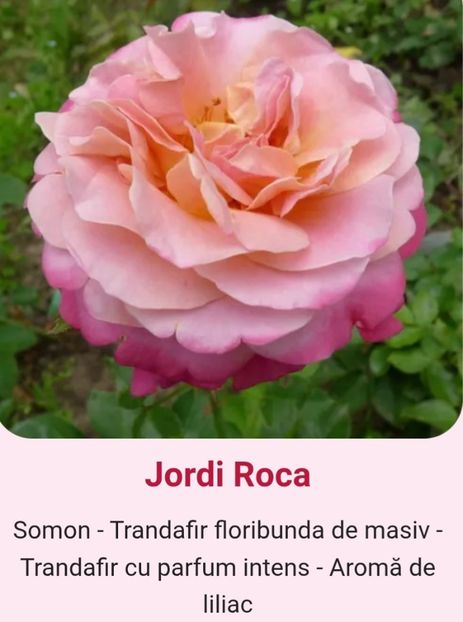  - 1 PRIVAT TRANDAFIRI DE PROCURAT