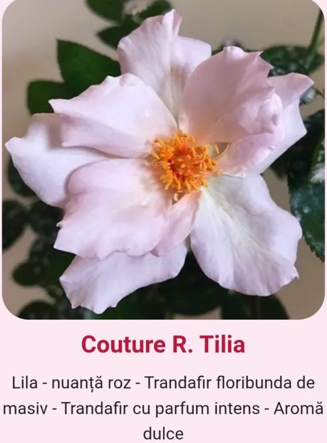  - 1 PRIVAT TRANDAFIRI DE PROCURAT