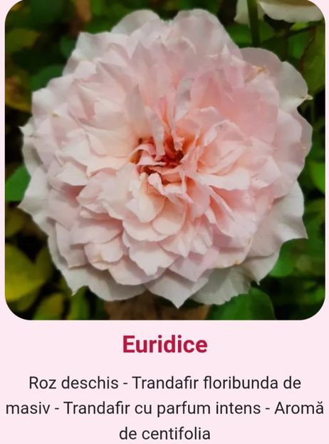  - 1 PRIVAT TRANDAFIRI DE PROCURAT