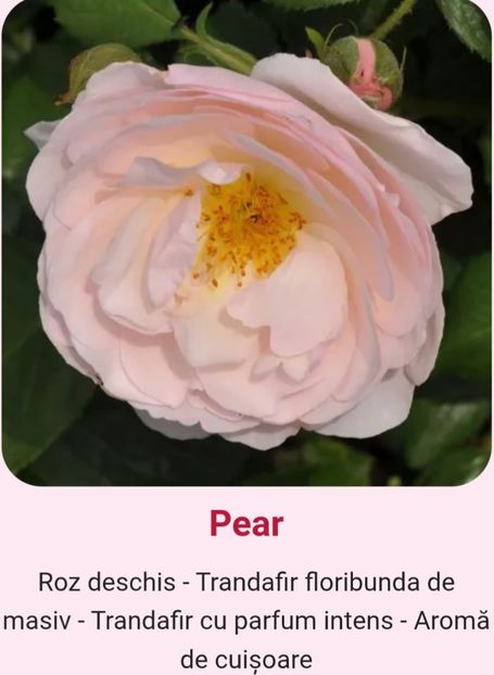  - 1 PRIVAT TRANDAFIRI DE PROCURAT