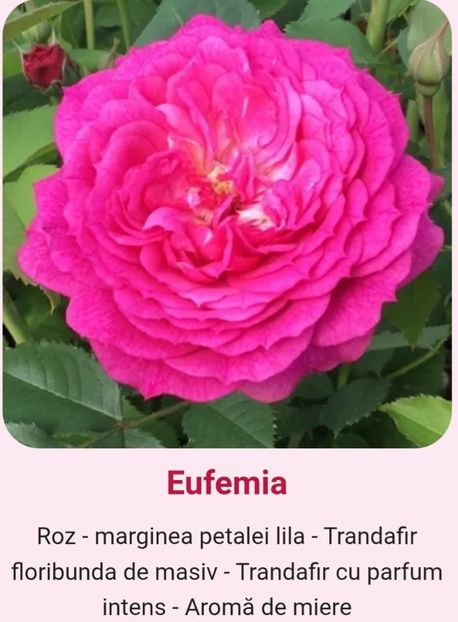  - 1 PRIVAT TRANDAFIRI DE PROCURAT