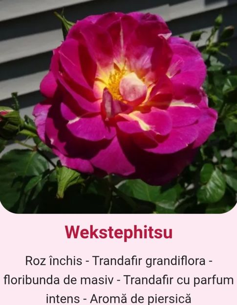  - 1 PRIVAT TRANDAFIRI DE PROCURAT