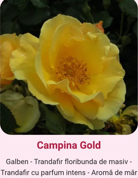  - 1 PRIVAT TRANDAFIRI DE PROCURAT