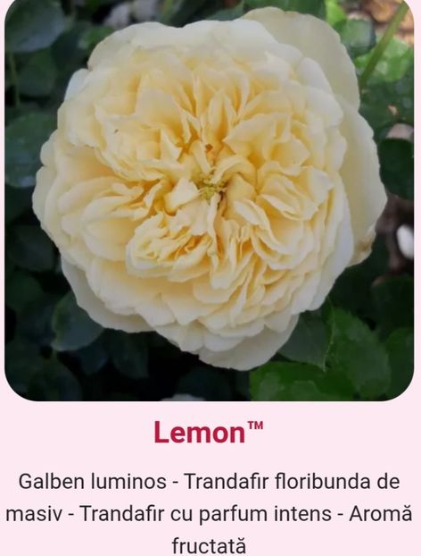  - 1 PRIVAT TRANDAFIRI DE PROCURAT