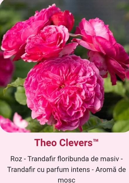  - 1 PRIVAT TRANDAFIRI DE PROCURAT