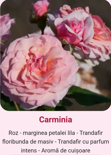  - 1 PRIVAT TRANDAFIRI DE PROCURAT