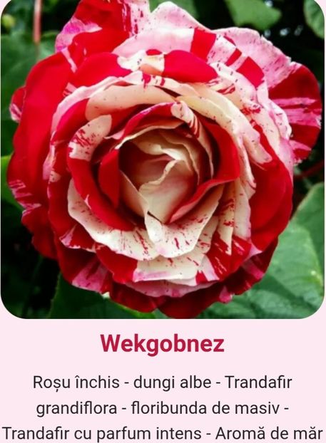  - 1 PRIVAT TRANDAFIRI DE PROCURAT