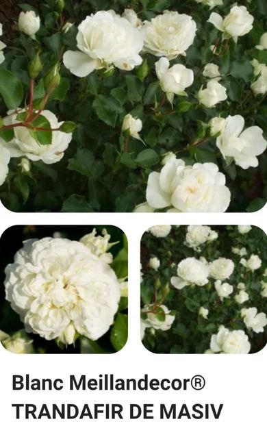  - 1 PRIVAT TRANDAFIRI DE PROCURAT