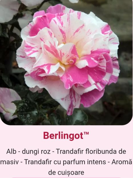  - 1 PRIVAT TRANDAFIRI DE PROCURAT