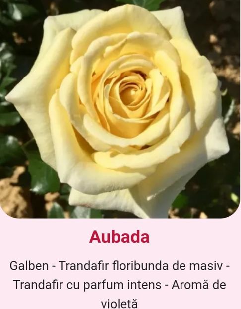  - 1 PRIVAT TRANDAFIRI DE PROCURAT