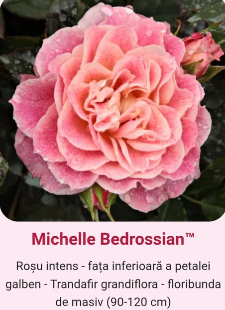  - 1 PRIVAT TRANDAFIRI DE PROCURAT