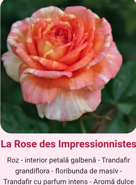  - 1 PRIVAT TRANDAFIRI DE PROCURAT