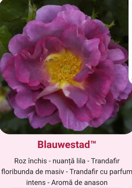  - 1 PRIVAT TRANDAFIRI DE PROCURAT