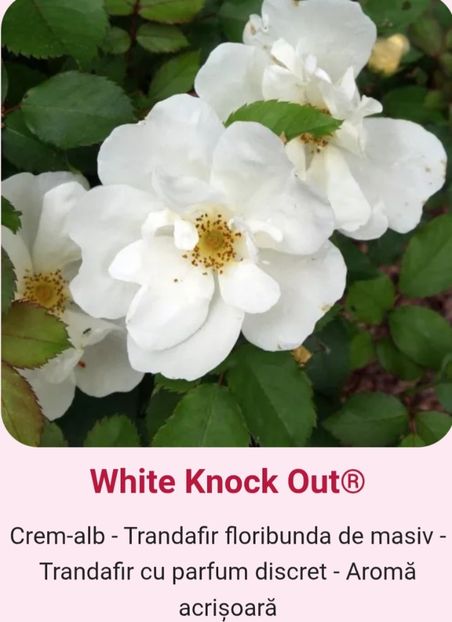  - 1 PRIVAT TRANDAFIRI DE PROCURAT