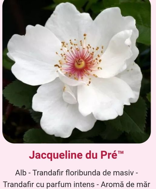  - 1 PRIVAT TRANDAFIRI DE PROCURAT