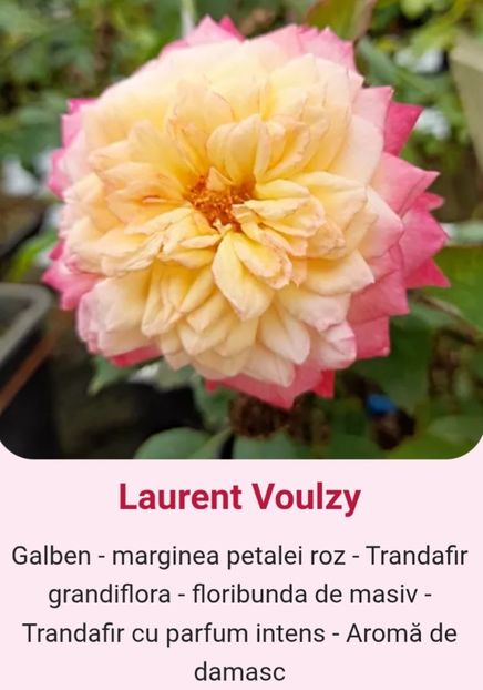  - 1 PRIVAT TRANDAFIRI DE PROCURAT