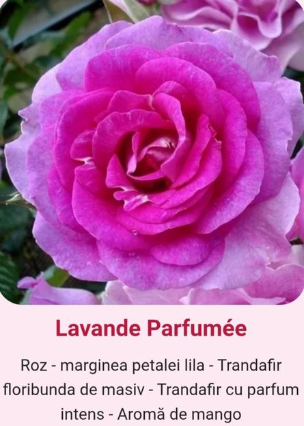  - 1 PRIVAT TRANDAFIRI DE PROCURAT