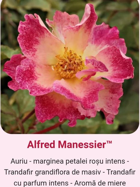  - 1 PRIVAT TRANDAFIRI DE PROCURAT