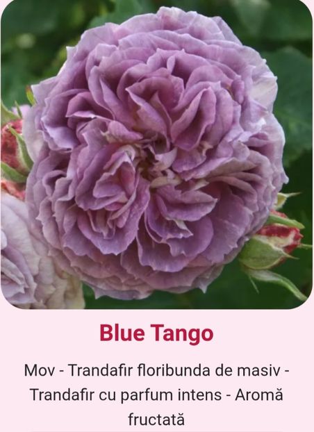  - 1 PRIVAT TRANDAFIRI DE PROCURAT