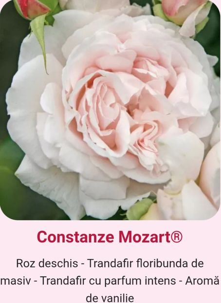  - 1 PRIVAT TRANDAFIRI DE PROCURAT