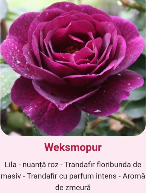  - 1 PRIVAT TRANDAFIRI DE PROCURAT