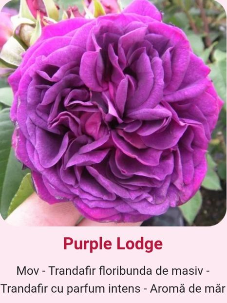  - 1 PRIVAT TRANDAFIRI DE PROCURAT