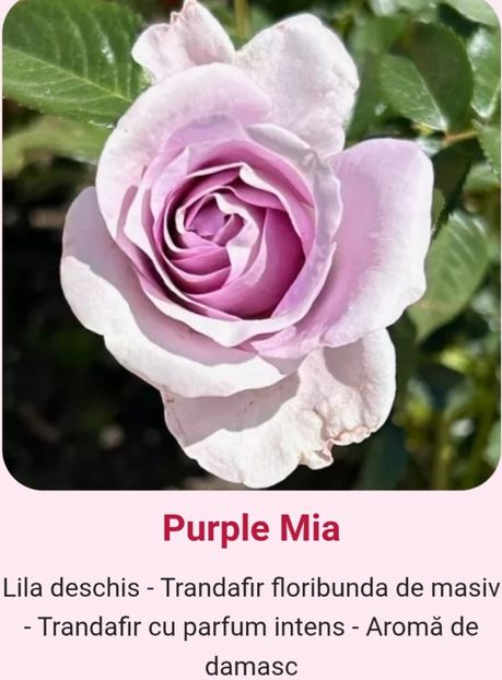  - 1 PRIVAT TRANDAFIRI DE PROCURAT