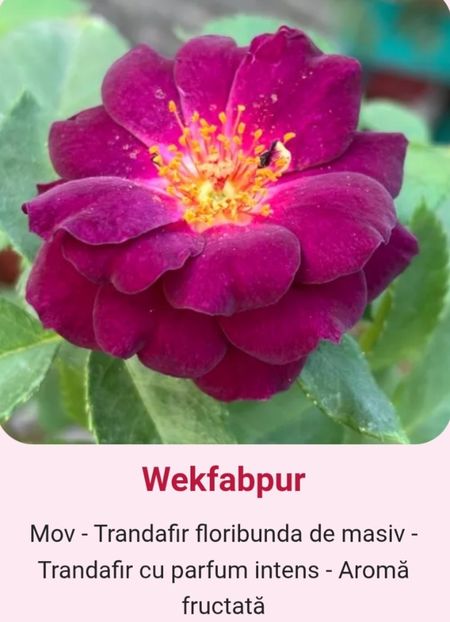  - 1 PRIVAT TRANDAFIRI DE PROCURAT