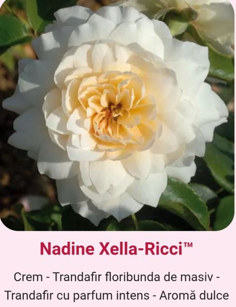  - 1 PRIVAT TRANDAFIRI DE PROCURAT