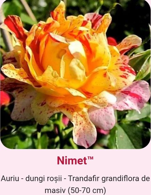  - 1 PRIVAT TRANDAFIRI DE PROCURAT