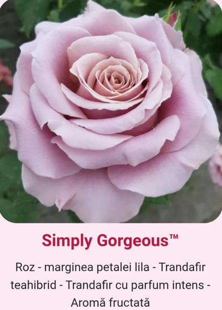  - 1 PRIVAT TRANDAFIRI DE PROCURAT