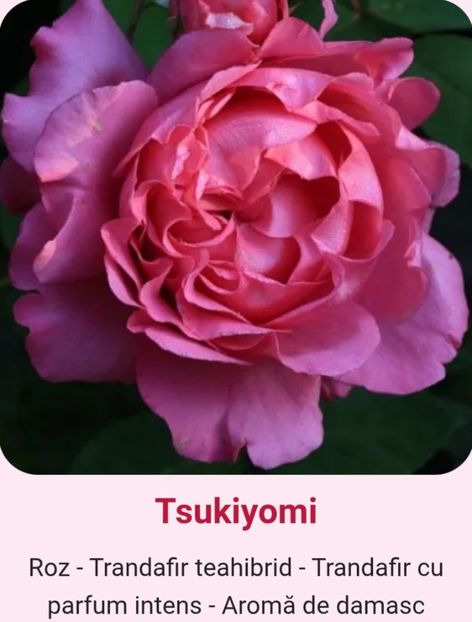  - 1 PRIVAT TRANDAFIRI DE PROCURAT