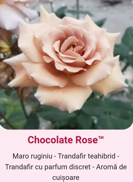  - 1 PRIVAT TRANDAFIRI DE PROCURAT