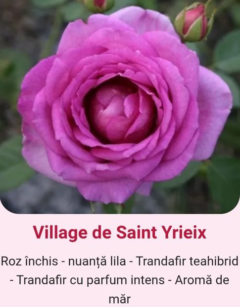  - 1 PRIVAT TRANDAFIRI DE PROCURAT